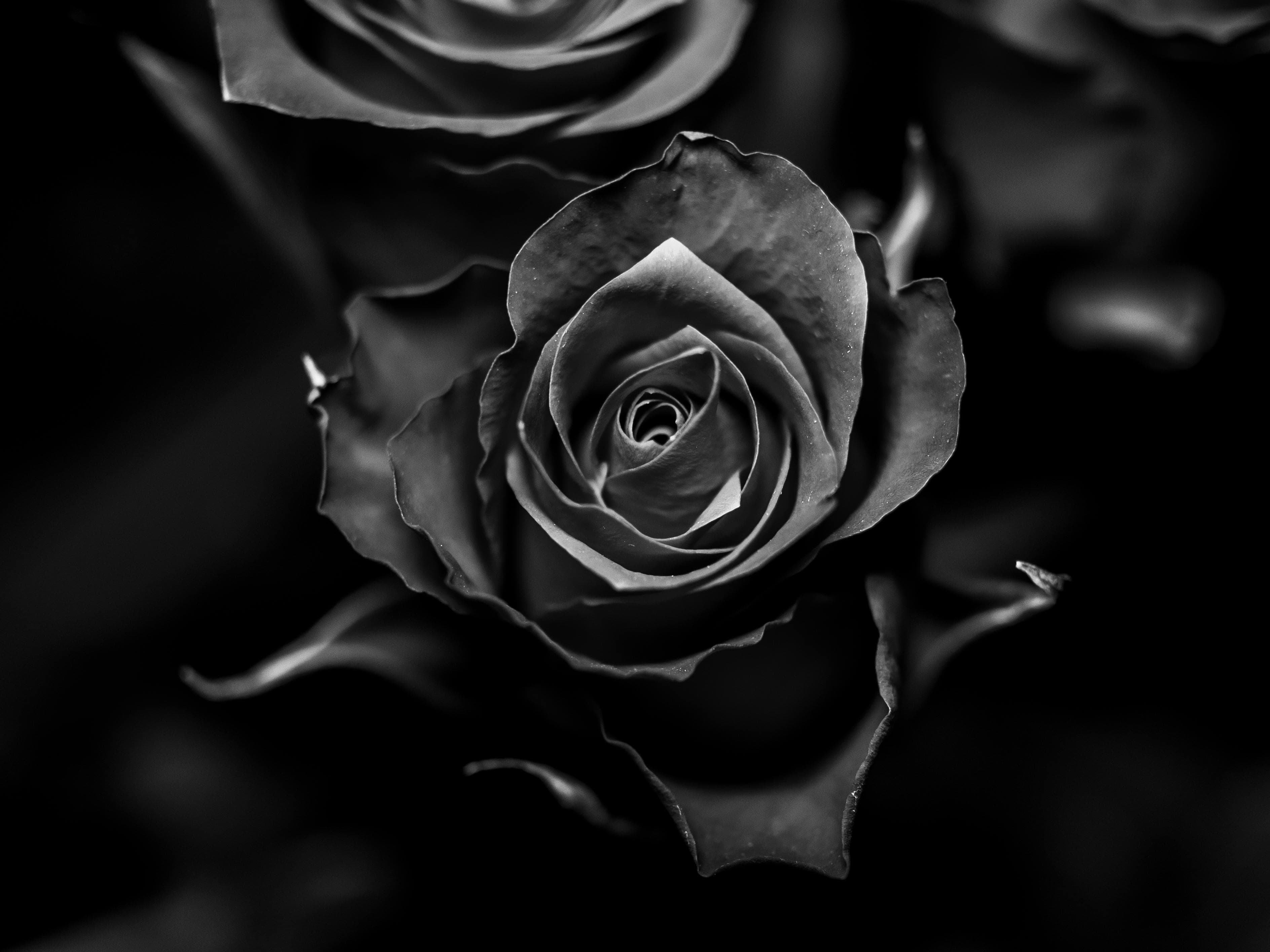 Dark flowers on a soft background